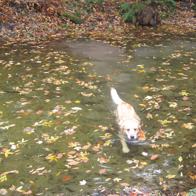 Fishing pond for family picnics